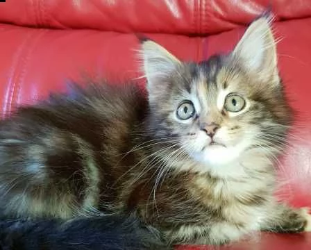 stupendi cuccioli di maine coon purissimi