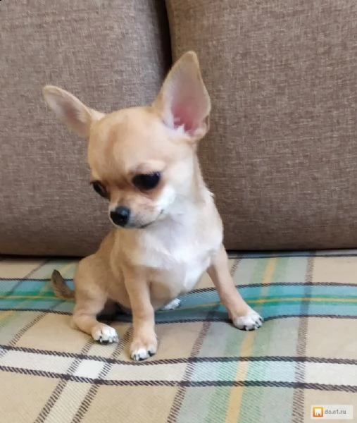 regalo cucciolo regalo cuccioli di chihuahua