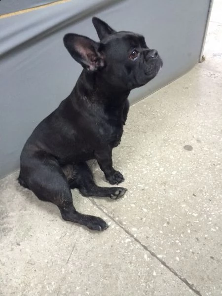 regalo cucciolo bulldog francese