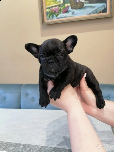 regalo cucciolo bulldog francese