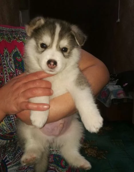 regalo cucciolo regalo husky