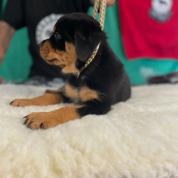 regalo cuccioli di tipo rottweiler con i capelli corti cuccioli di rottweiler, capelli corti e tutto