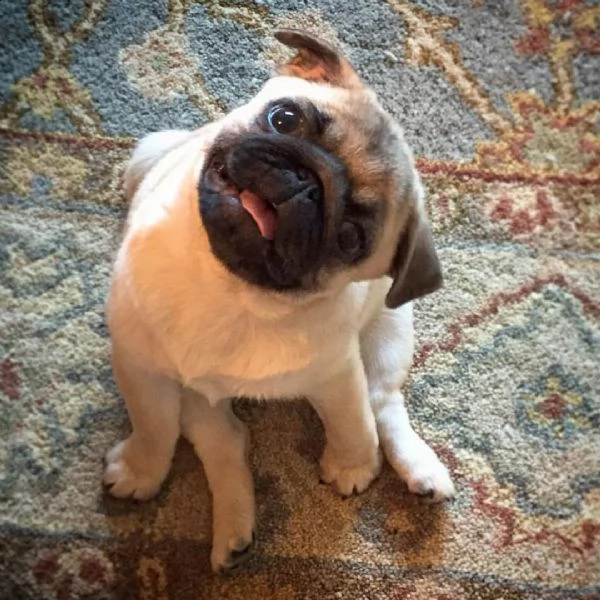 cuccioli di calino bellissimi cuccioli disponibili, carattere adorabile ,sono docili ed affettuosi,i