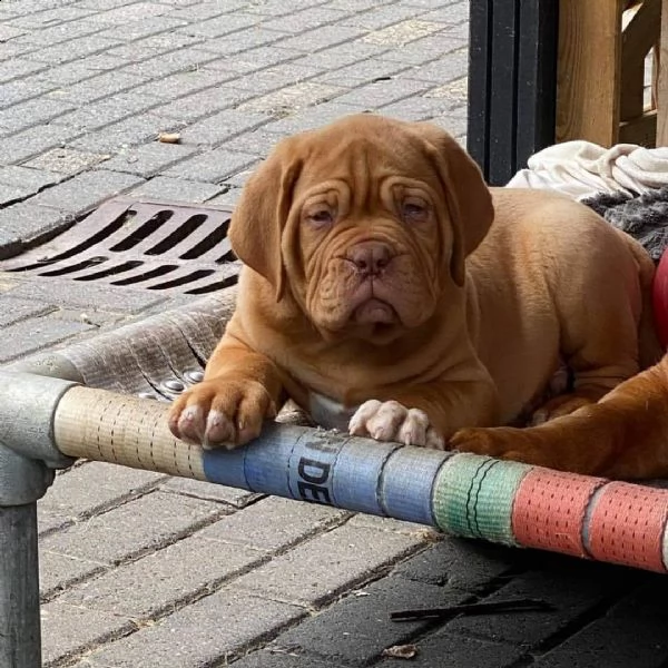 regalo pit bull cuccioli meravigliosi ! nati in casa da nostri esemplari ipertipici carattere ottimo