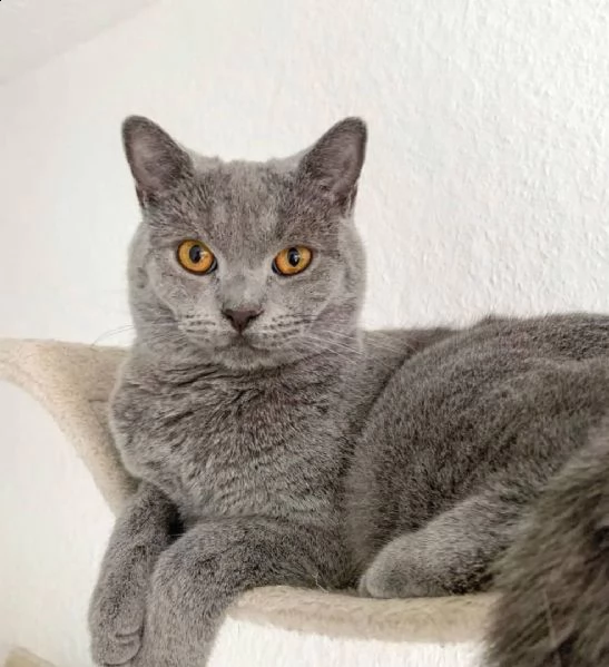 regalo di adorabile gattino di british bello e carino.   uomini e donne pronti per una casa amorevol