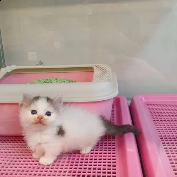 regalo di gattini munchkin belli e carini.   uomini e donne pronti per una casa amorevole.  per adoz