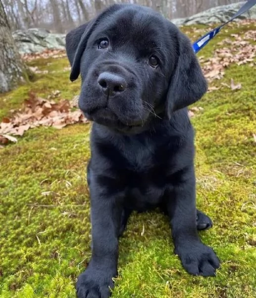 regalo labrador james cuccioli meravigliosi ! nati in casa da nostri esemplari ipertipici carattere 