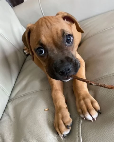 regalo boxer meravigliosi cuccioli di boxer ottima genealogia, gia vaccinati, sverminati e microchip
