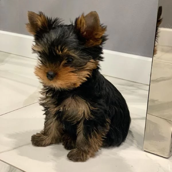 regalo cuccioli di razza yokshire  consegna con il libretto sanitario,  il michrochip, vaccinati e s