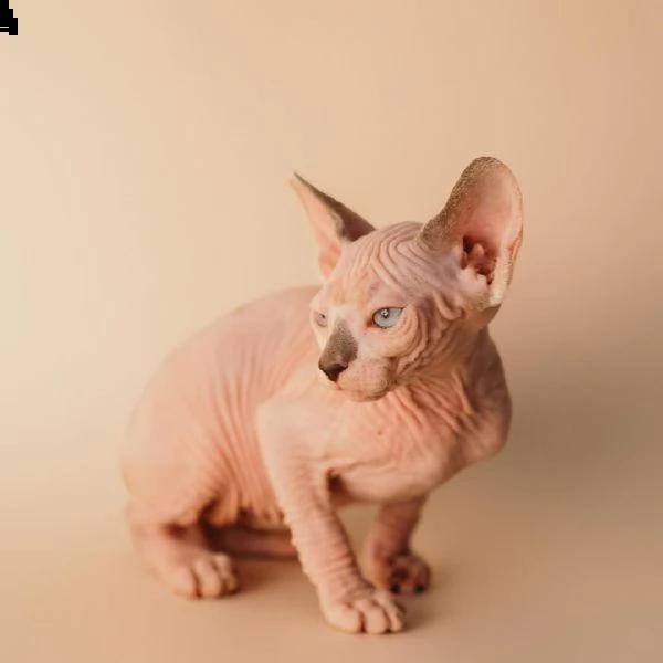 questo simpatico baby call amaty è un gattino sphynx molto piccolo e adorabile adatto a tutti i bamb