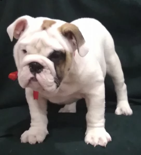 regalo di razza pura regalo bulldog inglese regalo cucciolo