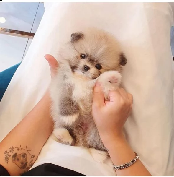 simpatico regalo di pomerania per qualsiasi famiglia interessata