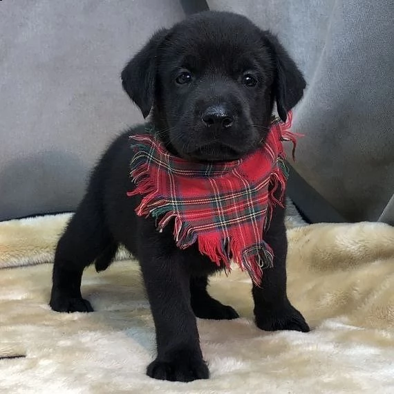 simpatici cuccioli di labrador retriever in adozione | Foto 1