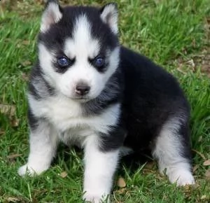 bellissimi cuccioli di husky siberiano. | Foto 0