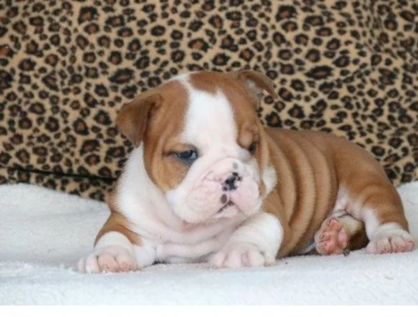 cuccioli bulldog inglese adozione | Foto 1
