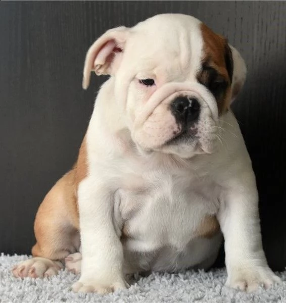 cuccioli bulldog inglese adozione | Foto 0