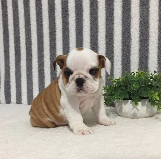 cuccioli bulldog inglese adozione