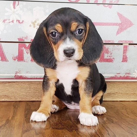 cuccioli di beagle | Foto 1