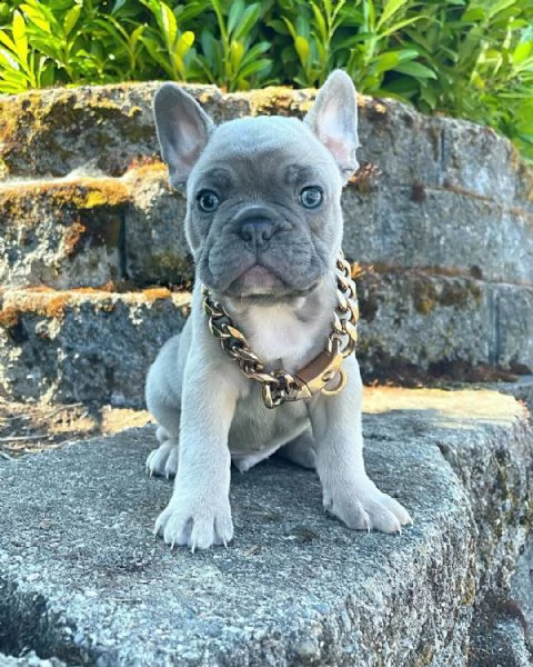 cuccioli di bulldog francese ben addestrati | Foto 1