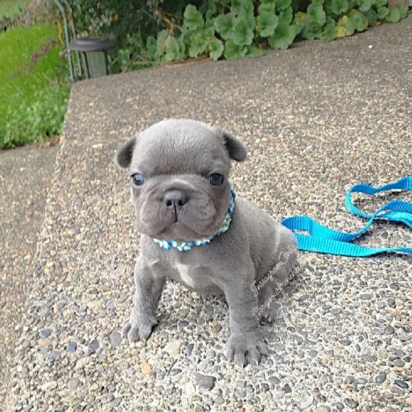 cuccioli di bulldog francese ben addestrati | Foto 0