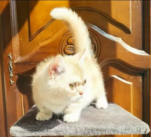 prenotazioni di dolcissimi munchkin cuccioli