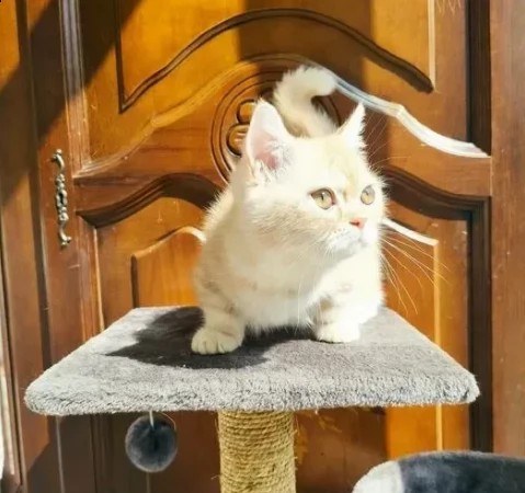 prenotazioni di dolcissimi munchkin cuccioli | Foto 0