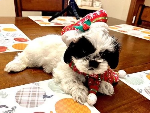 cuccioli di shitzu stupendi nati in casa