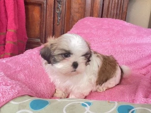 cuccioli di shitzu stupendi nati in casa | Foto 0