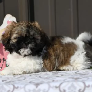   regalo shih-tzu  toy | Foto 2