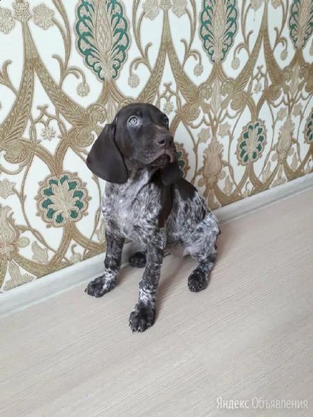 malika cerca un regalo per la casa! spina dorsale | Foto 0