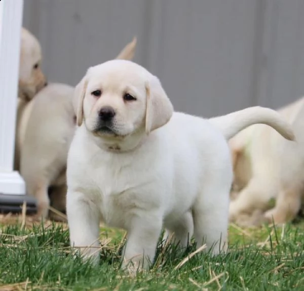 cuccioli di labrador retriever addestrati a casa