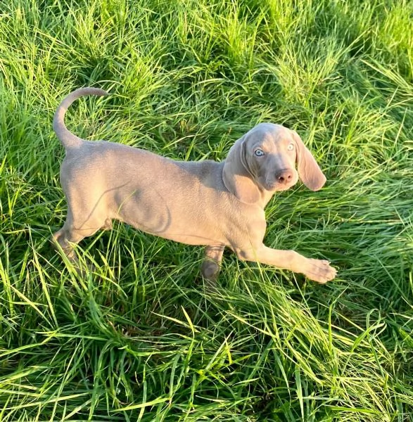 weimaraner maschio e femmina disponibili | Foto 1