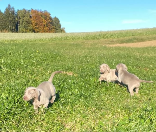 weimaraner maschio e femmina disponibili