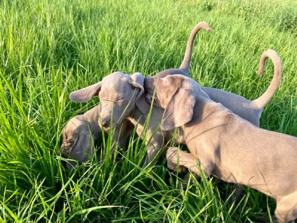 weimaraner maschio e femmina disponibili | Foto 0