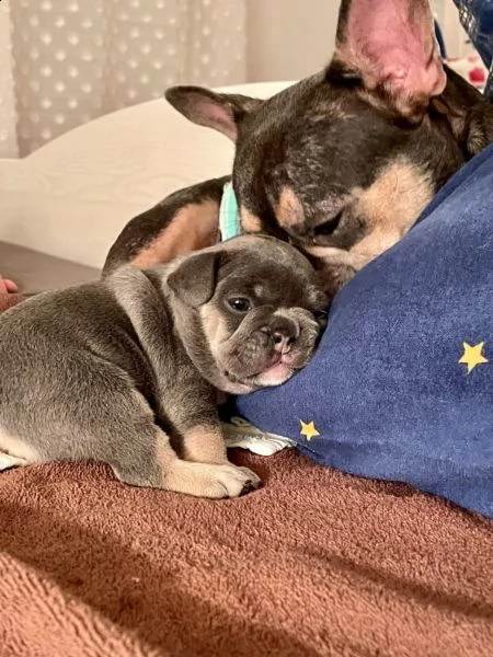 bouledogue francese cuccioli disponibili