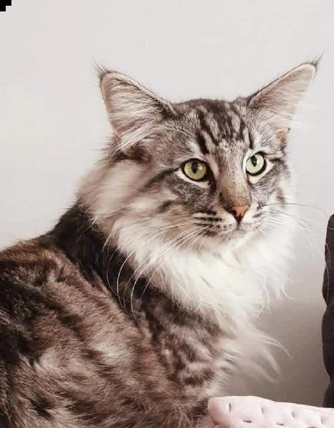 cuccioli di gatto delle foreste norvegesi | Foto 3