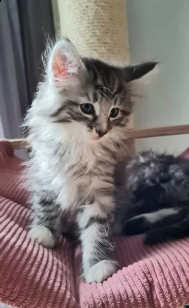 cuccioli di gatto delle foreste norvegesi