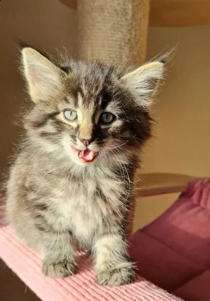 cuccioli di gatto delle foreste norvegesi | Foto 2