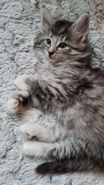 cuccioli di gatto delle foreste norvegesi | Foto 1
