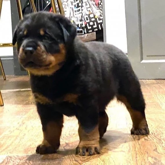 disponibile cucciolo di rottweiler in regalo
