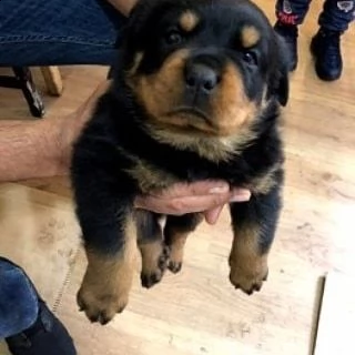 disponibile cucciolo di rottweiler in regalo | Foto 0