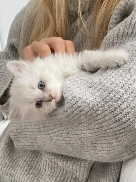 cuccioli di gatto siberiano ipoallergenici | Foto 1