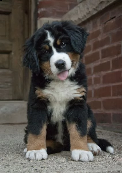 cuccioli bovaro del bernese maschio e femmina