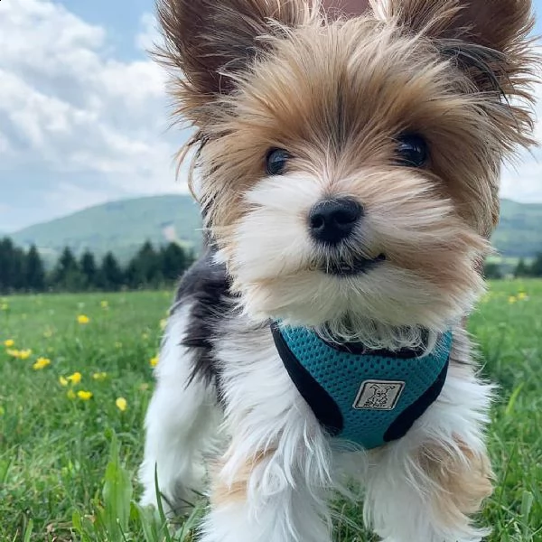   regalo cuccioli shih tzu