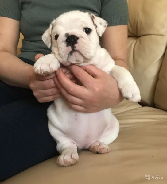 regalo di razza pura regalo bulldog inglese regalo cucciolo