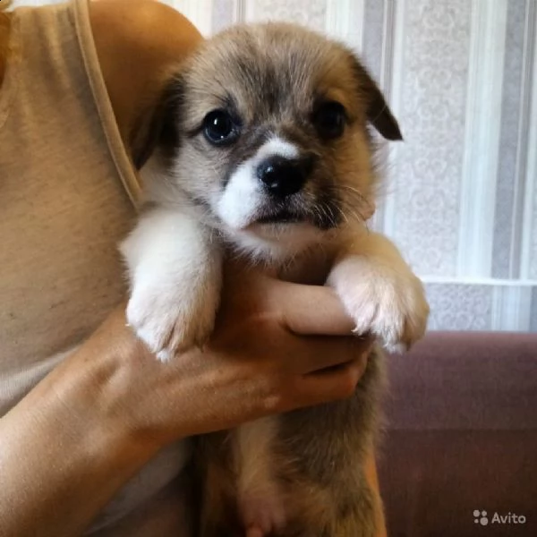 regalo cucciolo regalo husky