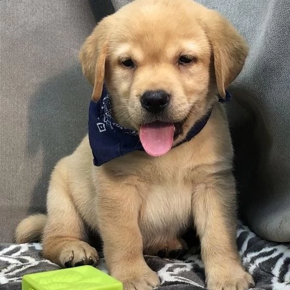 simpatici cuccioli di labrador retriever in adozione | Foto 0