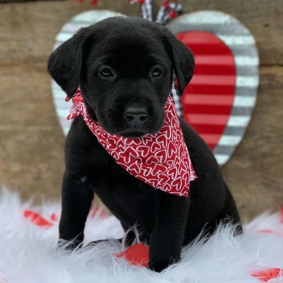 labrador retriever cuccioli