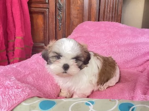 affascinante cuccioli shih tzu per adozione | Foto 2