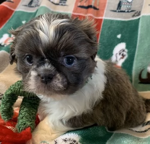 affascinante cuccioli shih tzu per adozione